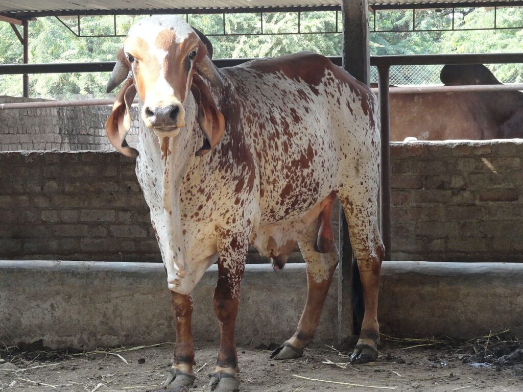 Indian cow breed Gir a2 milk