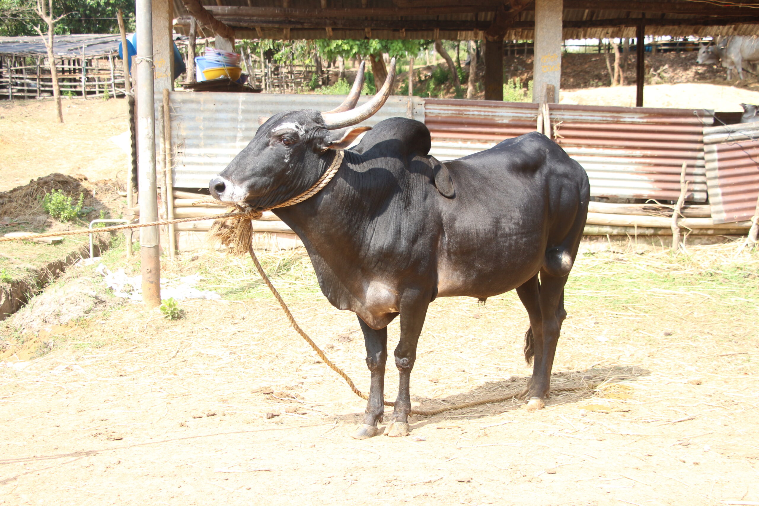 Indian cow breed Halikar Farm fresh milk