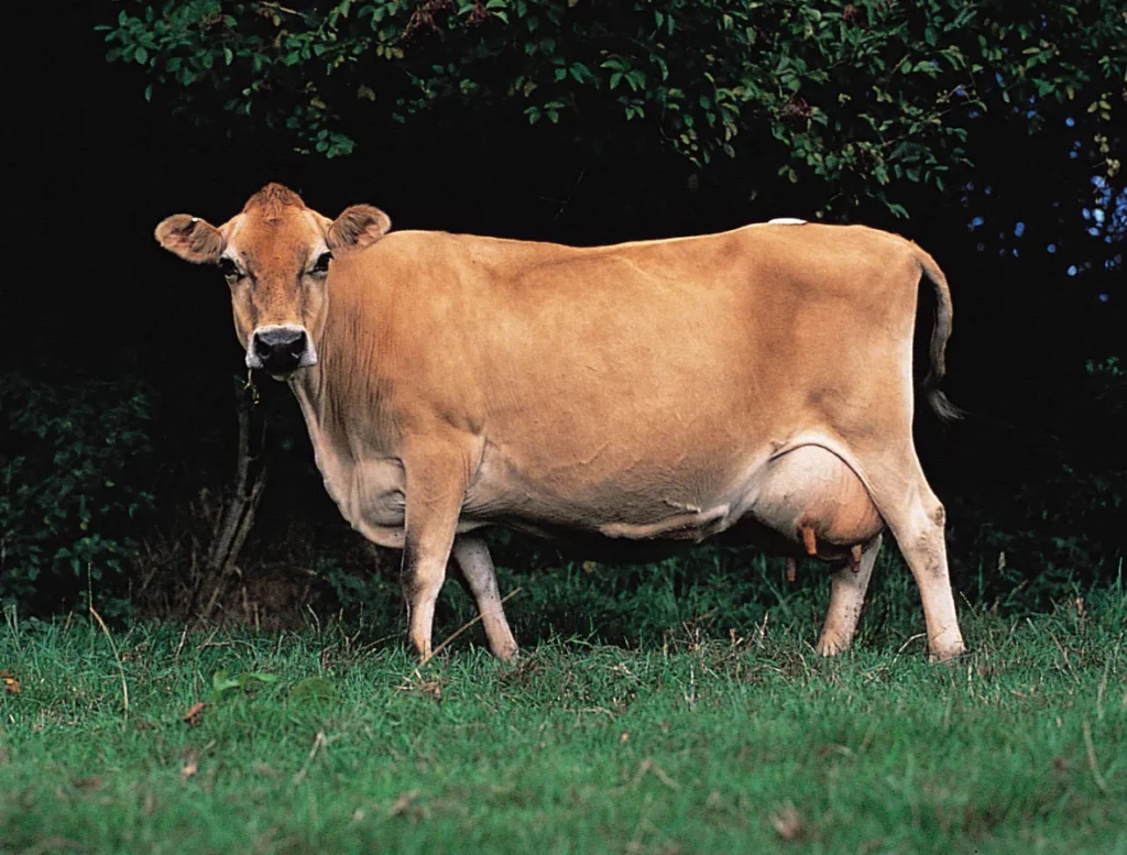Indian cow cross breed Jersey fresh milk