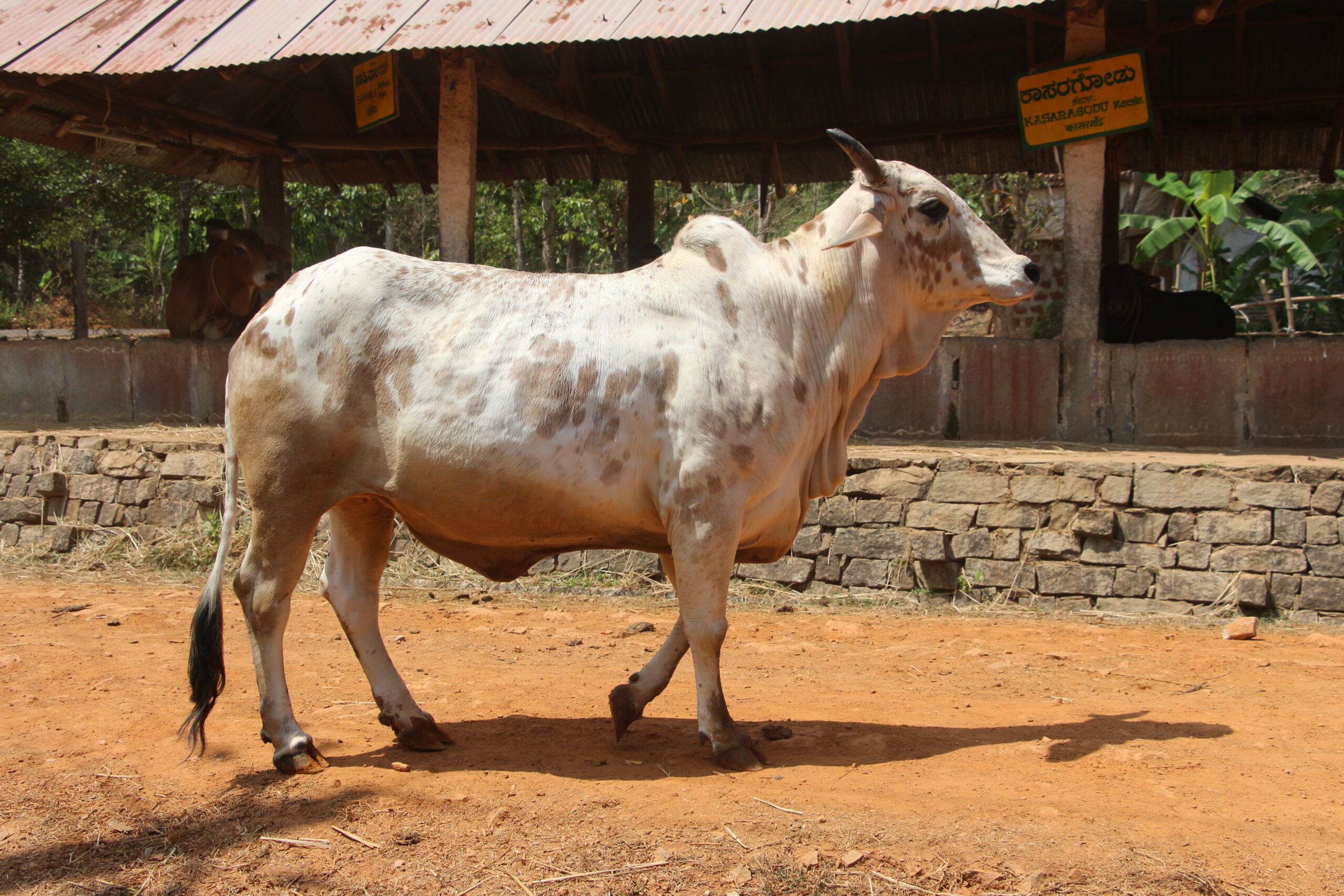 Indian cow breed Rathi A2 milk