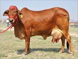 Indian cow breed Sahiwal a2 milk