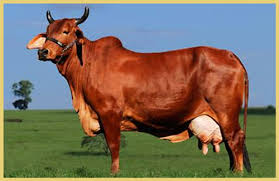 Indian cow breed sindhi a2 milk
